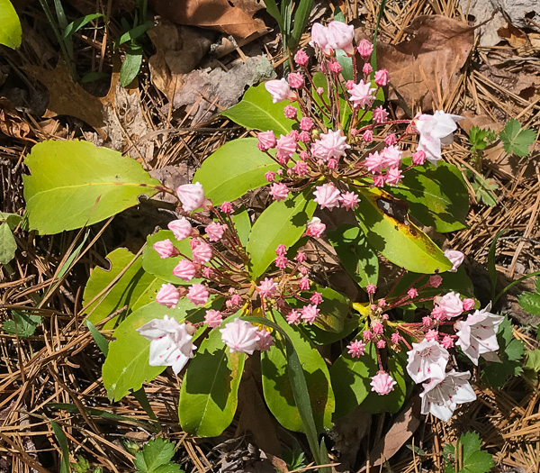 image of Kalmia latifolia, Mountain Laurel, Ivy, Calico-bush, Mountain Ivy