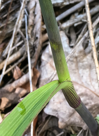 image of Tradescantia subaspera, Zigzag Spiderwort, Wide-leaved Spiderwort