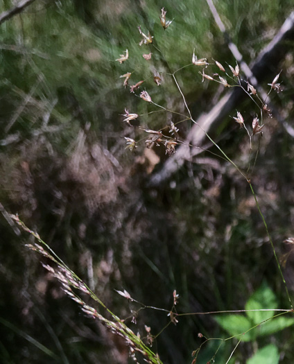 image of Avenella flexuosa, Appalachian Hairgrass, Crinkled Hairgrass, Common Hairgrass, Wavy Hairgrass