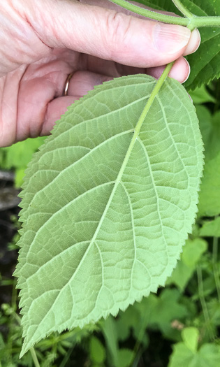 image of Hydrangea arborescens, Smooth Hydrangea, Sevenbark, Northern Wild Hydrangea