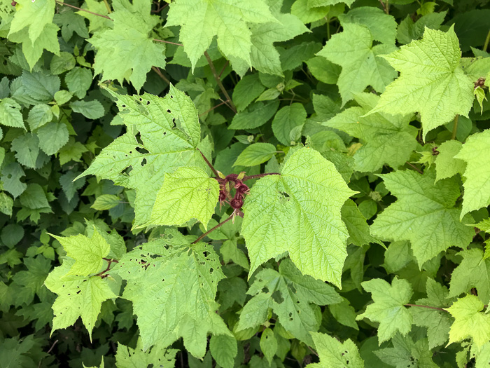 image of Rubacer odoratum, Purple Flowering-raspberry, Thimbleberry, Eastern Mapleleaf-raspberry