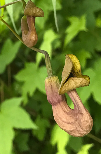 image of Isotrema macrophyllum, Dutchman's Pipe, Pipevine