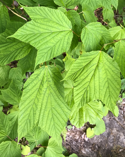 image of Acer pensylvanicum, Striped Maple, Moosewood