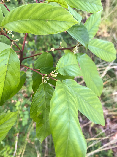 image of Frangula caroliniana, Carolina Buckthorn, Polecat-tree, Indian Currant, Indian-cherry