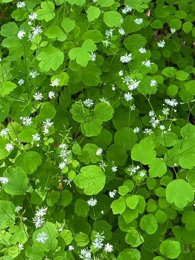 Mountain Meadowrue