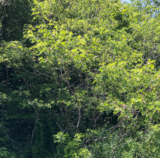 image of Robinia hartwigii, Granite Dome Locust, Highlands Locust, Hartwig's Locust