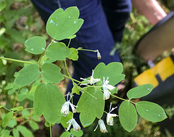 image of Thalictrum pubescens, Common Tall Meadowrue, King-of-the-meadow, Late Meadowrue