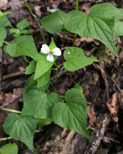 image of Viola canadensis, Canada Violet, Tall White Violet