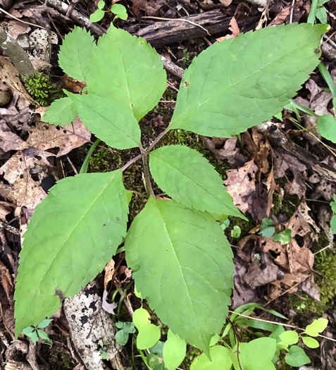 image of Chelone lyonii, Mountain Turtlehead, Pink Turtlehead, Appalachian Turtlehead