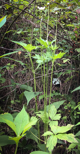 image of Anemone virginiana var. virginiana, Thimbleweed, Tall Thimbleweed, Tall Anemone