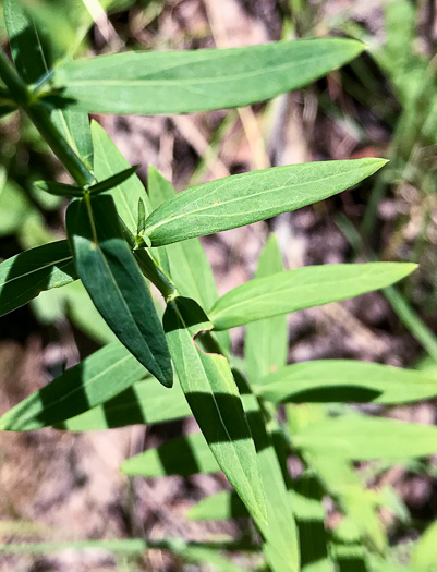 image of Hypericum virgatum, Strict St. Johnswort, Sharpleaf St. Johnswort