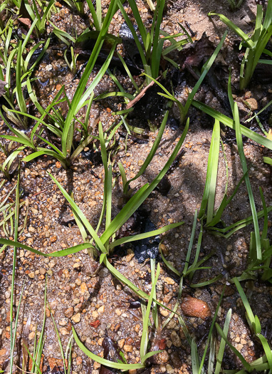 image of Sparganium americanum, American Bur-reed