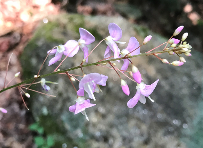 Hylodesmum nudiflorum, Naked Tick-trefoil, Naked-flowered Tick Trefoil, Woodland Tick-trefoil