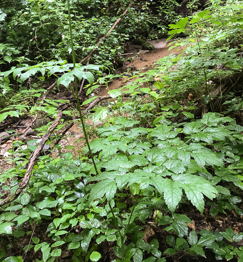 image of Actaea racemosa, Common Black Cohosh, Early Black Cohosh, Black Snakeroot, black bugbane