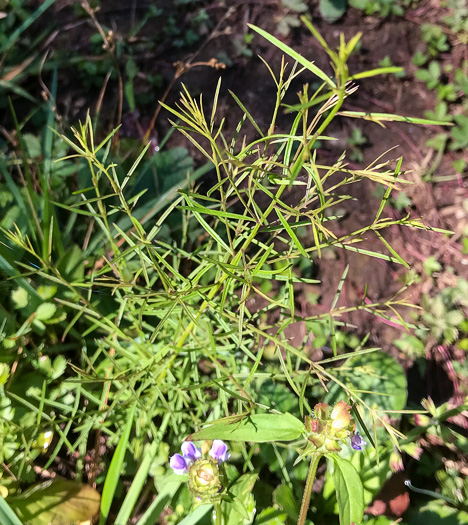 image of Agalinis tenuifolia, Common Gerardia, Slenderleaf Agalinis, Slender False Foxglove, Slender Gerardia