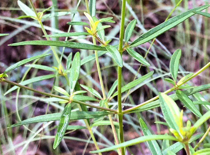 image of Trichostema setaceum, Narrowleaf Blue Curls