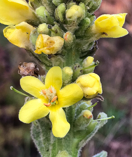 image of Verbascum thapsus ssp. thapsus, Woolly Mullein, Common Mullein, Flannel-plant, Velvet-plant