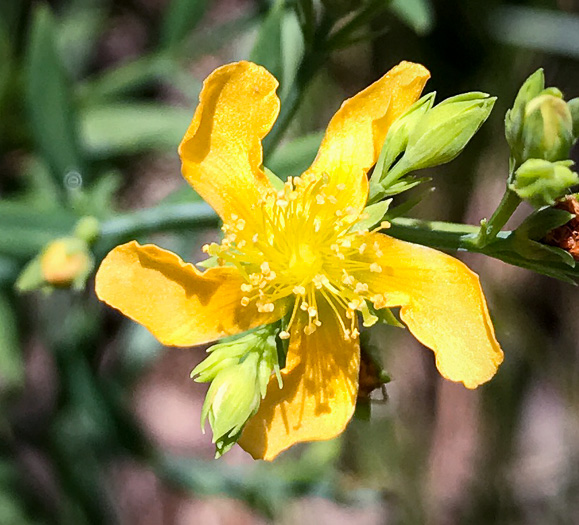 image of Hypericum virgatum, Strict St. Johnswort, Sharpleaf St. Johnswort