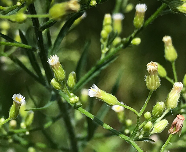 image of Erigeron canadensis, Common Horseweed