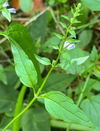 image of Scutellaria lateriflora, Mad-dog Skullcap, Tall Blue Skullcap