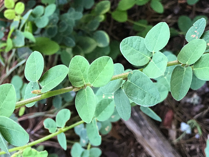 image of Desmodium ciliare, Hairy Small-leaf Tick-trefoil, Littleleaf Tick-trefoil