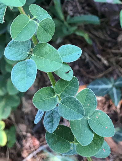 Desmodium ciliare, Hairy Small-leaf Tick-trefoil, Littleleaf Tick-trefoil