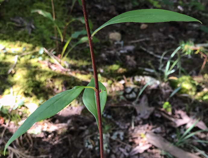 image of Solidago juncea, Early Goldenrod