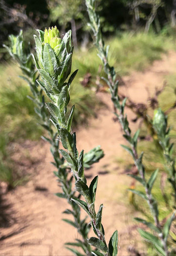 image of Chrysopsis mariana, Maryland Goldenaster