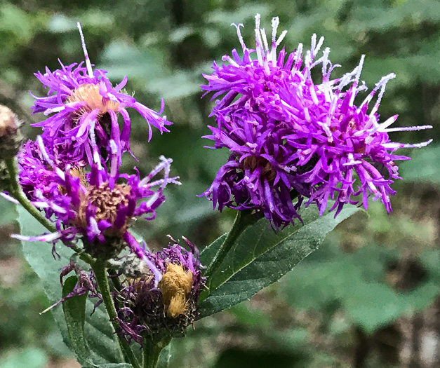 image of Vernonia glauca, Broadleaf Ironweed, Appalachian Ironweed, Tawny Ironweed