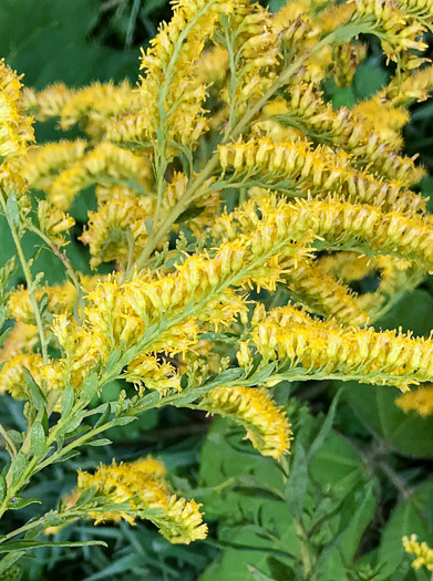 image of Solidago altissima var. altissima, Tall Goldenrod, Field Goldenrod, Common Goldenrod