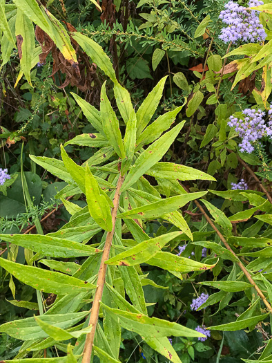 image of Solidago altissima var. altissima, Tall Goldenrod, Field Goldenrod, Common Goldenrod