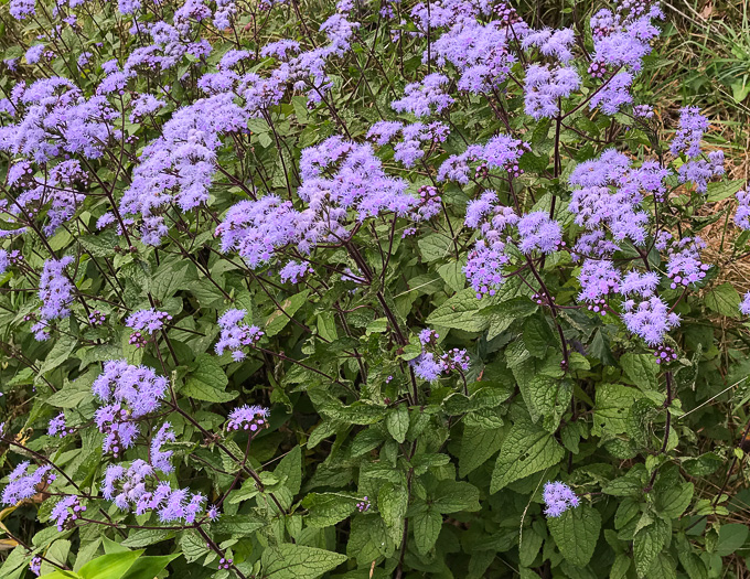 image of Conoclinium coelestinum, Mistflower, Wild Ageratum, Hardy Ageratum