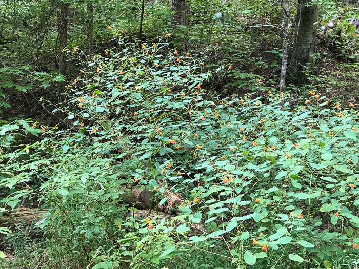 image of Impatiens capensis, Spotted Jewelweed, Spotted Touch-me-not, Orange Jewelweed, Orange Touch-me-not