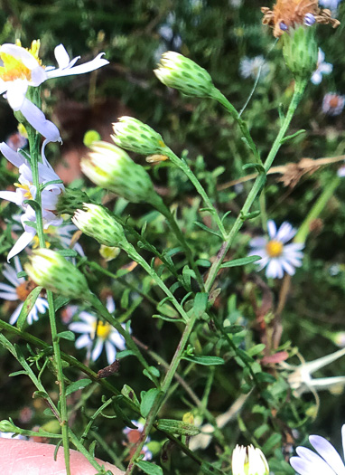 Symphyotrichum dumosum var. dumosum, Bushy Aster, Long-stalked Aster, Rice Button Aster