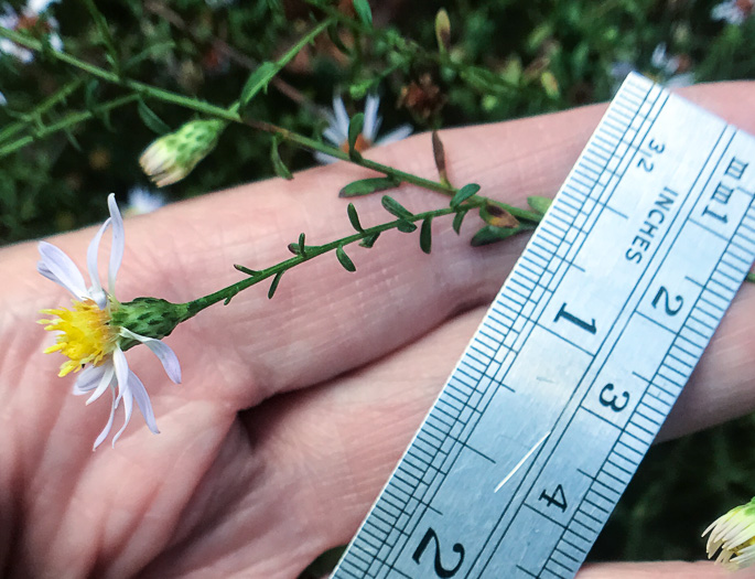 Symphyotrichum dumosum var. dumosum, Bushy Aster, Long-stalked Aster, Rice Button Aster