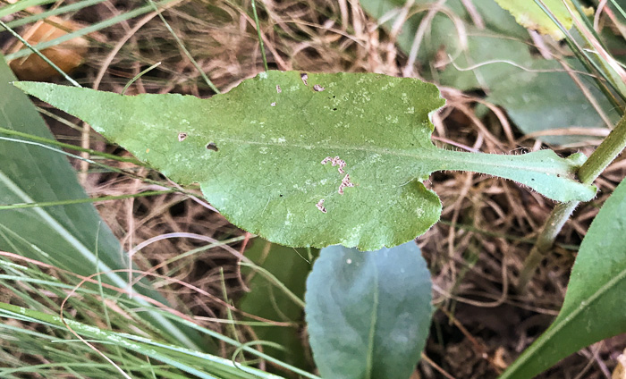 image of Symphyotrichum undulatum, Wavyleaf Aster