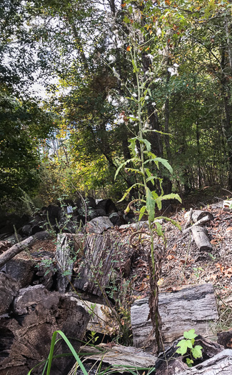 image of Erechtites hieraciifolius, Fireweed, American Burnweed, Pilewort