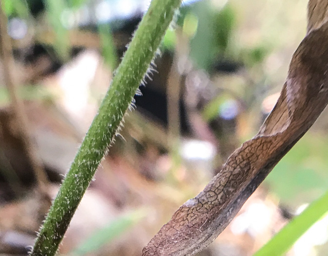 image of Symphyotrichum undulatum, Wavyleaf Aster