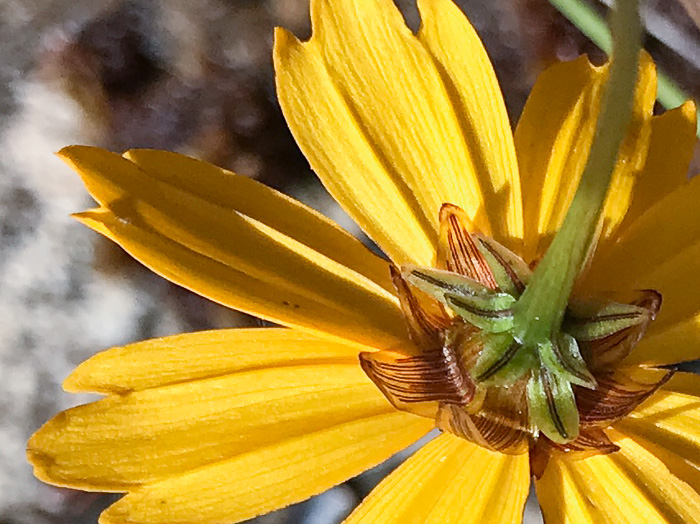 Coreopsis gladiata, Swamp Coreopsis, Swamp Tickseed, Seepage Coreopsis, Coastal Plain Tickseed