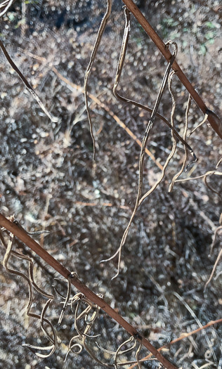 image of Helianthus angustifolius, Narrowleaf Sunflower, Swamp Sunflower