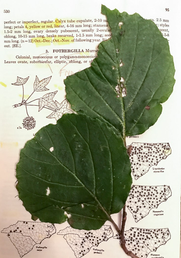 image of Fothergilla major, Large Witch-alder, Mountain Witch-alder, Fothergilla