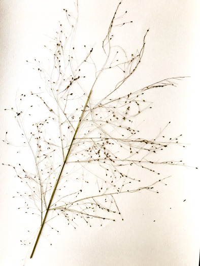 panicle