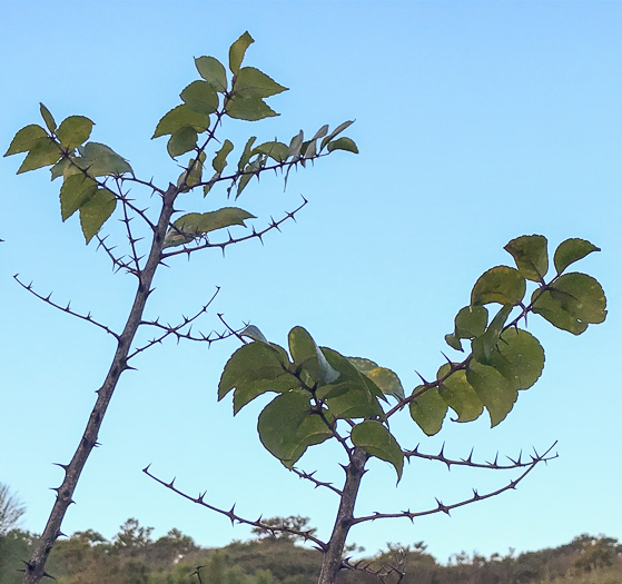 image of Zanthoxylum clava-herculis, Southern Toothache Tree, Hercules-club, Sea-ash, Southern Prickly-ash