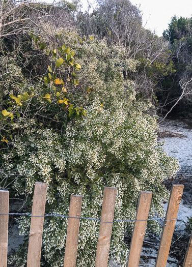 image of Baccharis halimifolia, Silverling, Groundsel-tree, Consumption-weed, Sea-myrtle