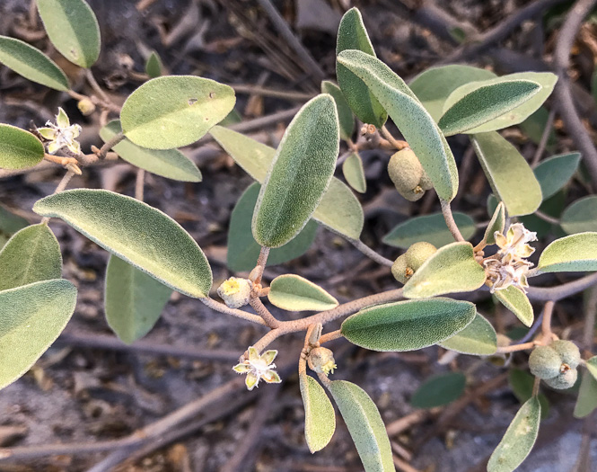 image of Croton punctatus, Silverleaf Croton, Gulf Croton, Beach-tea