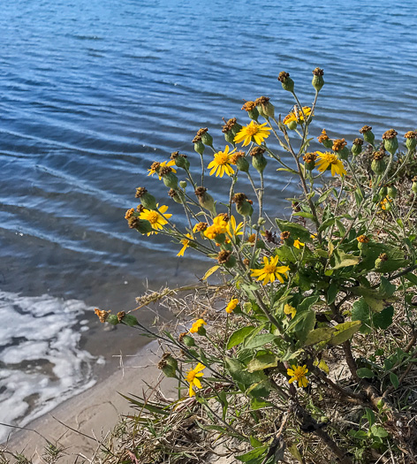 image of Heterotheca subaxillaris, Camphorweed