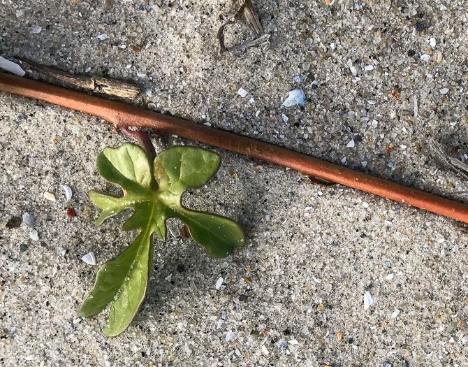 image of Ipomoea imperati, Fiddleleaf Morning Glory, Beach Morning Glory