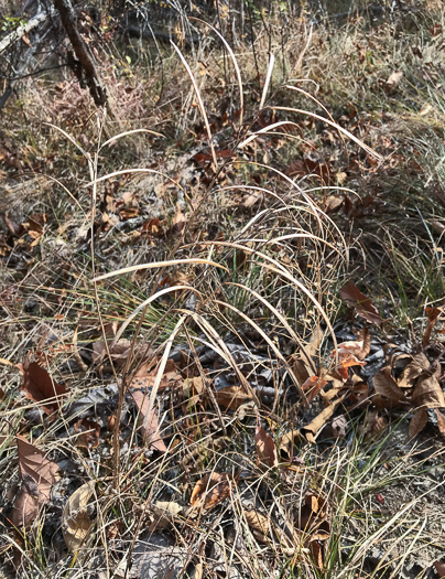 image of Borodinia missouriensis, Missouri Rockcress