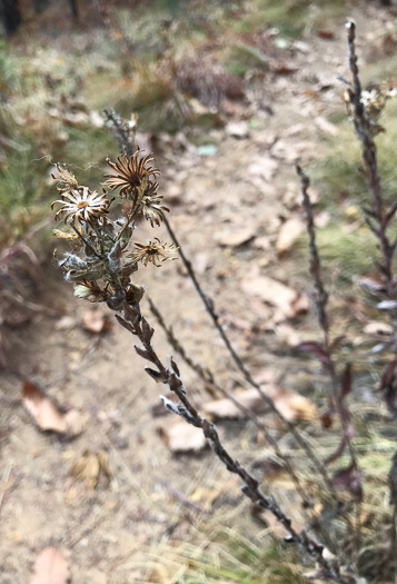 image of Chrysopsis mariana, Maryland Goldenaster