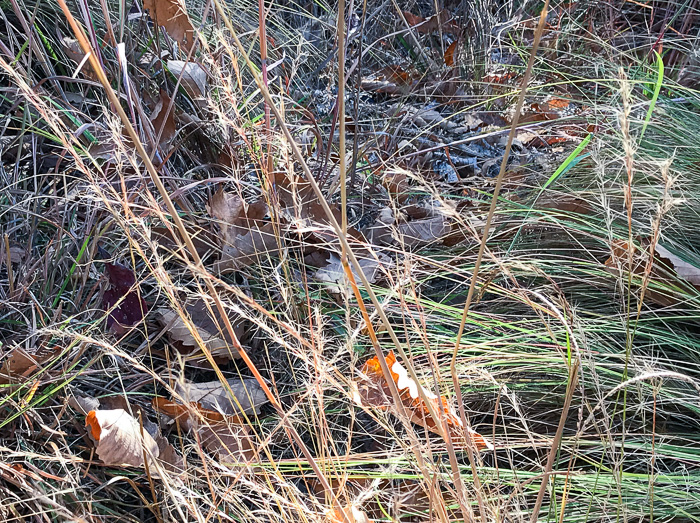 image of Aristida purpurascens, Arrowfeather, Arrowfeather Three-awn